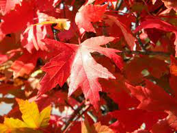 Naturehills.com has been visited by 10k+ users in the past month What Kind Of Maple Tree Should I Plant For Brilliant Color Al Com
