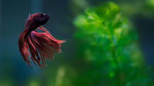 Red crowntail betta aluminium metal wall plaque with stunning fractal art design. Red Crowntail Betta 3840x2160 Wallpaper