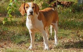 To the english foxhound was developed in great britain in the 13th century expressly for the purpose. English Foxhound Dog Breed Origin Behavior Trainability Facts Puppy Price Color Health