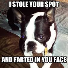 With Mine It Would Be Burped In Your Face Those Are Lethal Boston Terrier Funny Boston Terrier Terrier