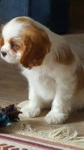 Cavalier King Charles Spaniel King Charles Cavalier Spaniel Puppy King Charles Puppy Cavalier King Charles Spaniel