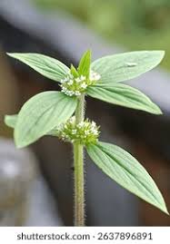 Image result for Spermacoce