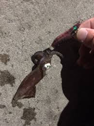 天狗堂スタッフによる釣りブログ - はてなブログ