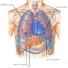 Human right rib cage anatomy and organs. Outlander Anatomy Crouching Grants Hidden Dagger