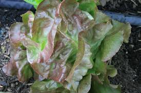 Growing your own fresh, tasty salads for several months is easy when you know how to harvest lettuce so it keeps on growing and how to wash it and store it s. Practical Organic Gardening Free Tips On Growing Lettuce Grow So Easy Organic