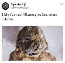 Biyoteknoloji Rusya Da Gunumuzde Nesli Tukenmis Olan Ve Muhtemelen Son Buzul Cagindan Kalma Bir Magara Aslani Biyoteknoloji Ilginc Gercekler Esrarengiz