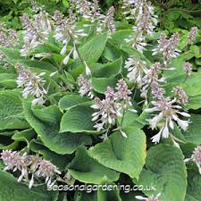 Maybe you would like to learn more about one of these? Hosta Plantain Lily Planting And Growing Guide