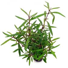 Image result for Hygrophila spiciformis