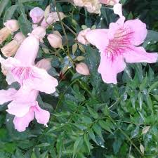 Image result for Zornia setosa