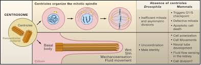 It is unknown exactly why they don't have centrioles, but one idea is this. Life Without Centrioles Cilia In The Spotlight Cell