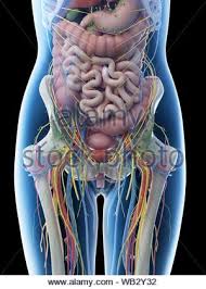 Please click on the image (s) to view larger version. Anatomy Of The Female Abdomen And Pelvis Stock Photo Alamy