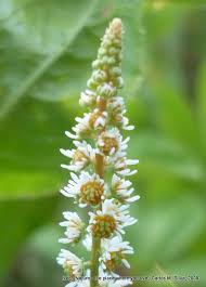 Image result for Resedaceae