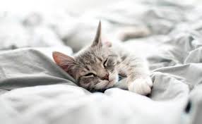 Young kittens sleep through 20 hours of their entire 24 hour regime. Do Cats Dream Modkat