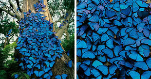 Migrating monarch butterflies danaus plexippus travel south for. Photographer Captures A Beautiful Blue Morpho Butterfly Pictures