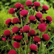 Check spelling or type a new query. Cirsium Rivulare Atropurpureum J Parker Dutch Bulbs