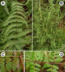 Image result for Hypolepis sparsisora