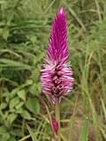 Image result for Celosia stuhlmanniana