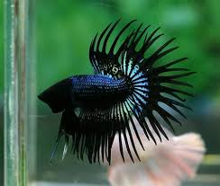 Black Orchid Crowntail Betta Ikan Cupang Betta Ikan