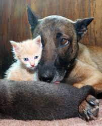 The belgian malinois is a sturdy dog of square proportion with moderately heavy, but oval, bone. Belgian Shepherd Dog Adopts Kitten Life With Cats