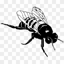 Please to search on seekpng.com. Bee Png Clipart Clipart Black And White Bee Transparent Png 2400x1924 584242 Pngfind