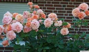 Charles Austin Rose Photo Austin Rose Rose Photos Rose