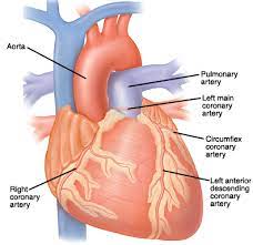 Each artery is a muscular tube lined by smooth tissue and has three layers: How Your Heart Works