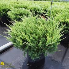 Image result for Juniperus