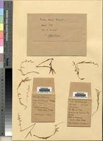 Image result for Heteranthoecia  guineensis