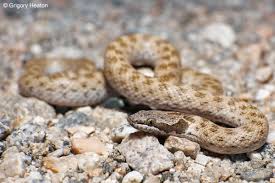 Image result for Hyparrhenia newtonii