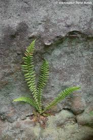 Image result for Asplenium variabile
