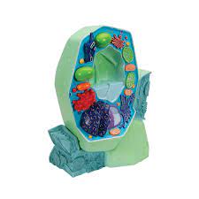 Plant cell 3d model for middle plant and animal cell pictures with labels, diagram and explanation #plantcell #animalcell. Plant Cell Model Plant Cell Teaching Model Plastic Plant Cell Model