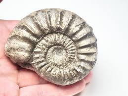 Image result for Pleioceras