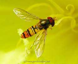 gardensafari hoverflies with lots of pictures