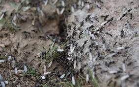 I use these for vegetable gardens and i garden organically. Flying Ants Vs Swarming Termites What You Need To Know