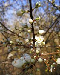 gefallt 59 mal 2 kommentare markus dumig aschaffenburg waldbaden auf instagram aschaffenburg waldbaden waldbaden nature shinr red peppercorn grapes
