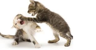 We did not find results for: Kittens In Your Life Are My Kittens Fighting Or Playing How To Tell