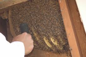 Bees can be an annoying and dangerous problem in your house. Save The Bees And Your Home With Humane Bee Removal Pests Solutions