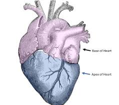 The heart is a hollow muscular organ situated in the mediastinum of the thoracic cavity, enclosed in the heart presents the following external features: A What Chambers Form The Apex Of The Heart B What Chambers Form The Base Of The Heart Study Com