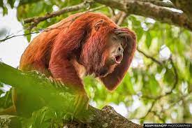 Red Howler Monkey La Palmita Casanare Colombia Alouatta Seniculus Reserva Natural La Palmita Trinidad Casanare Colombia 2019 Adam Animals Gorilla Photo
