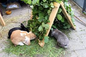 Tortoise Rabbit Hutches Indoor Rabbit Pet Rabbit Care
