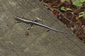 Everyday low prices · savings spotlights · curbside pickup Blue Tailed Skinks In Garage Pest Control Chemicals 800 877 7290