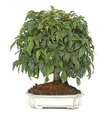 Image result for Celtis sinensis