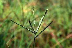 Image result for Eleusine