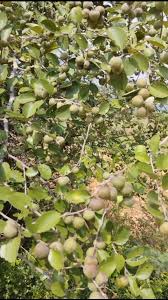 Image result for Ziziphus abyssinica