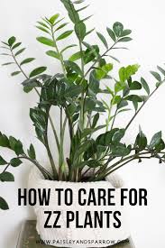 Zz Plant Care Tips Everything You Need To Know Plants Houseplant Zzplant Zz Plant Care Plant Care Houseplant Plant Care