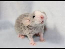 We have satin mice in both coat types. The Curly Hair And Feather Gene In Domestic Animals Pethelpful
