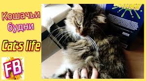feline weekdays fervent kusachka cat life feline cats
