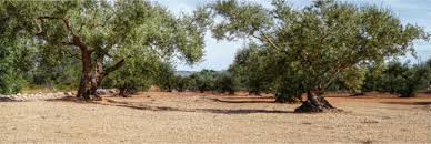 Trull Ylla Carrer Espolla 26 Cabanes Girona Tel 0034 972 50 59 80 Info Trullylla Cat