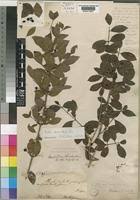 Image result for Feretia