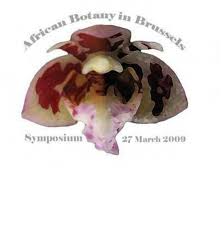 Image result for Stolzia cupuligera